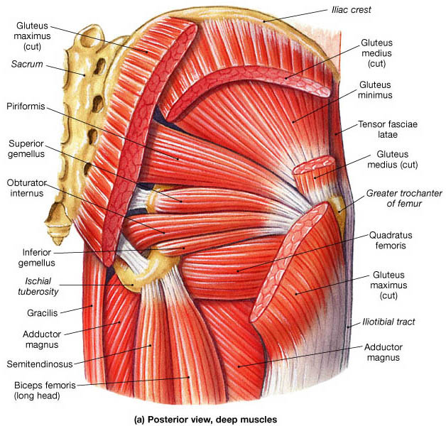 Piriformis syndrome.. has anyone dealt with this? Realizing this
